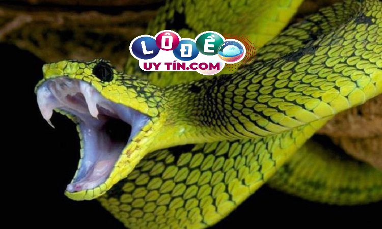 Mơ thấy rắn là điềm báo tốt hay xấu, đánh con gì