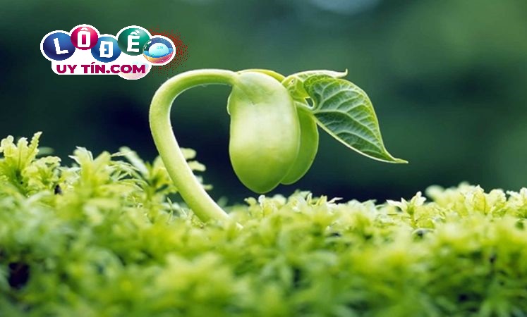 Ngủ mơ thấy hạt đậu báo hiệu điềm gì 1