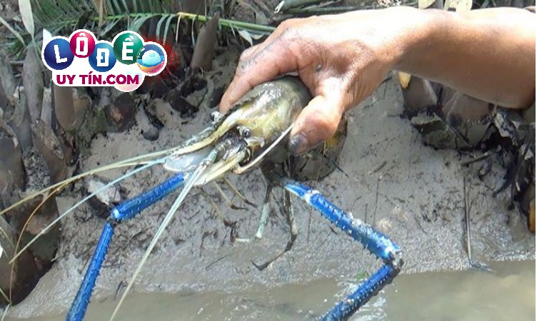 Nằm mơ thấy bắt tôm là điềm gì, đánh con gì đẹp nhất? 3 Giải mã nằm mơ thấy bắt tôm là điềm gì theo sổ mơ lô đề