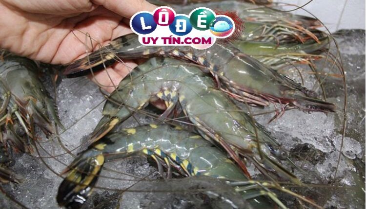 Mơ thấy con tôm đánh lô đề con gì dễ trúng, chiêm bao thấy bắt tôm soi cầu số mấy