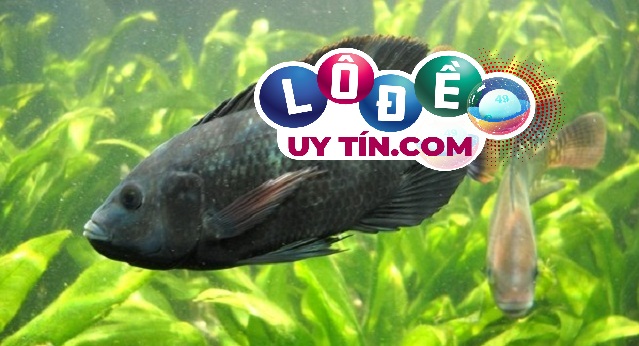 Mơ thấy đi câu cá đánh số gì, ý nghĩa giấc mơ câu cá 2