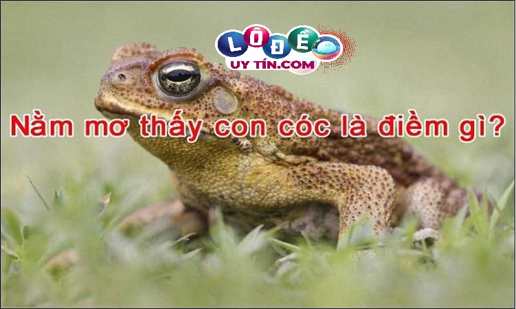 Mơ thấy cóc có ý nghĩa gì, đánh con gì để trúng 2