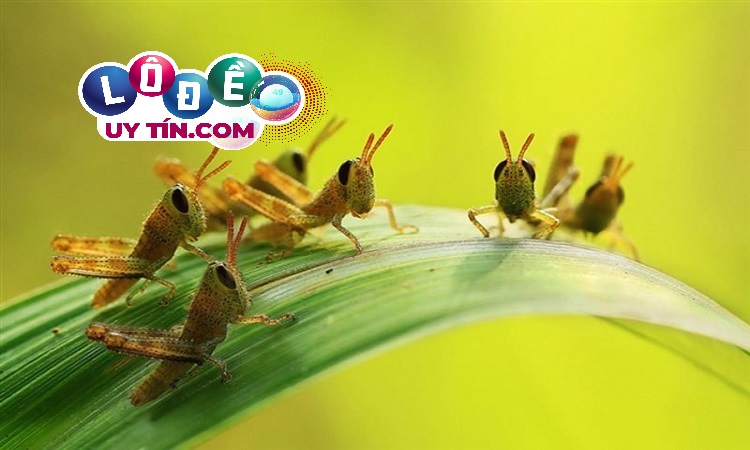 mơ thấy côn trùng đánh con gì