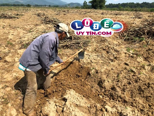 Mơ thấy cuốc đất là điềm báo gì, đánh con số gì? 2 Mơ thấy cuốc đất là điềm báo gì, đánh con số gì
