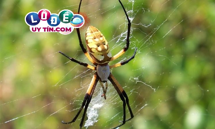 Giải mã mơ thấy nhện là điềm gì, đánh số nào chuẩn? 3 Giải mã mơ thấy nhện là điềm gì, đánh số nào chuẩn 1