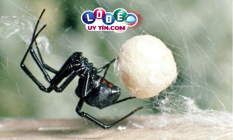 Giải mã mơ thấy nhện là điềm gì, đánh số nào chuẩn?