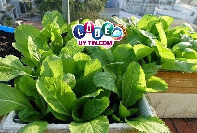 Nằm mơ thấy rau cải đánh con gì, có ý nghĩa gì