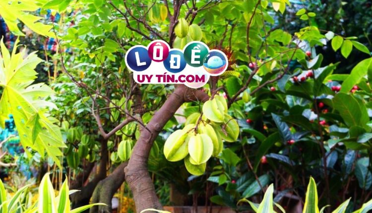 mơ thấy cây khế