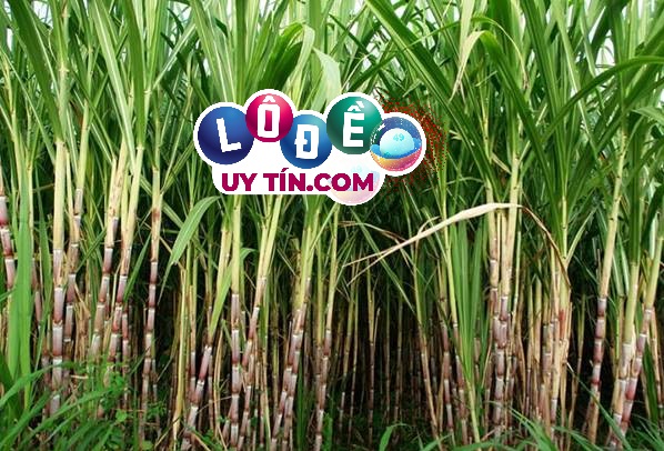 Nằm mơ thấy cây mía là điềm báo gì, đánh con gì?