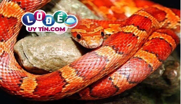 Nằm mơ bắt rắn là điềm gì, đánh con gì may mắn? 3 Nằm mơ bắt rắn là điềm gì, đánh con gì may mắn 2