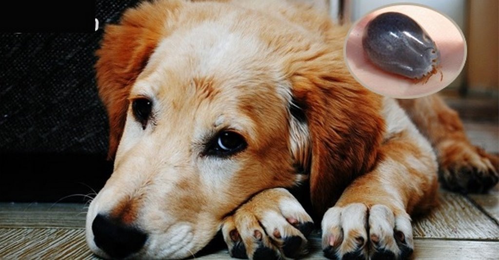 Mơ Bắt Rận Cho Chó – Giải Mã Điềm Báo Xấu & Tốt Sắp Xảy Đến 2 Điềm báo của giấc mơ bắt rận cho chó