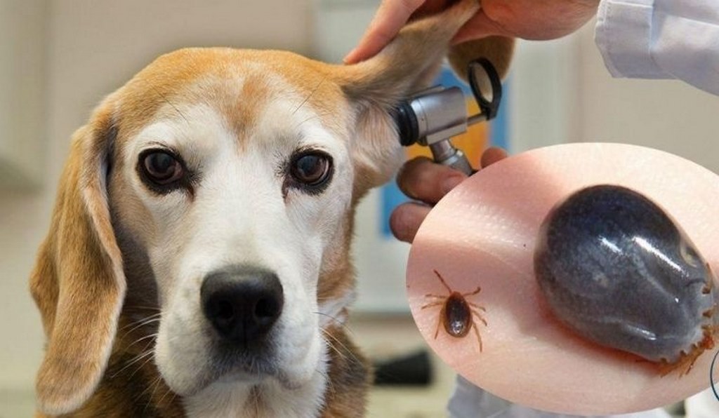 Mơ Bắt Rận Cho Chó – Giải Mã Điềm Báo Xấu & Tốt Sắp Xảy Đến 4 Mơ thấy bắt rận cho chó nên đánh số mấy?