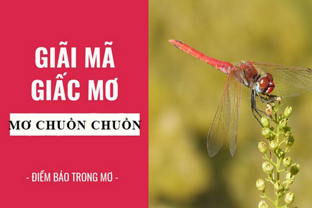 Thông tin giải mã giấc mơ chuồn chuồn 