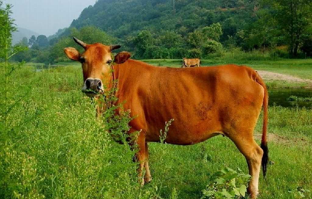 Mơ Dắt Bò – Giải Mã Giấc Mơ Đặc Biệt Cho Lô Thủ 2 mơ dắt bò nên đánh đề số mấy