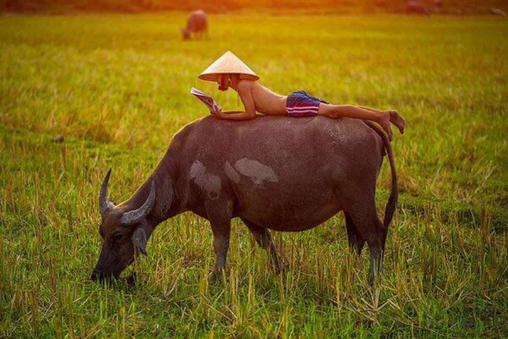 Mơ Dắt Trâu - Luận Giải Số Mơ Đánh Lô Đề Trúng Thưởng Lớn 3 Giải mã giấc mơ thấy trâu ăn cỏ