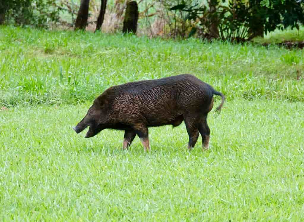 Gặp heo rừng trong mỗi giấc mơ khác nhau có ý nghĩa khác nhau