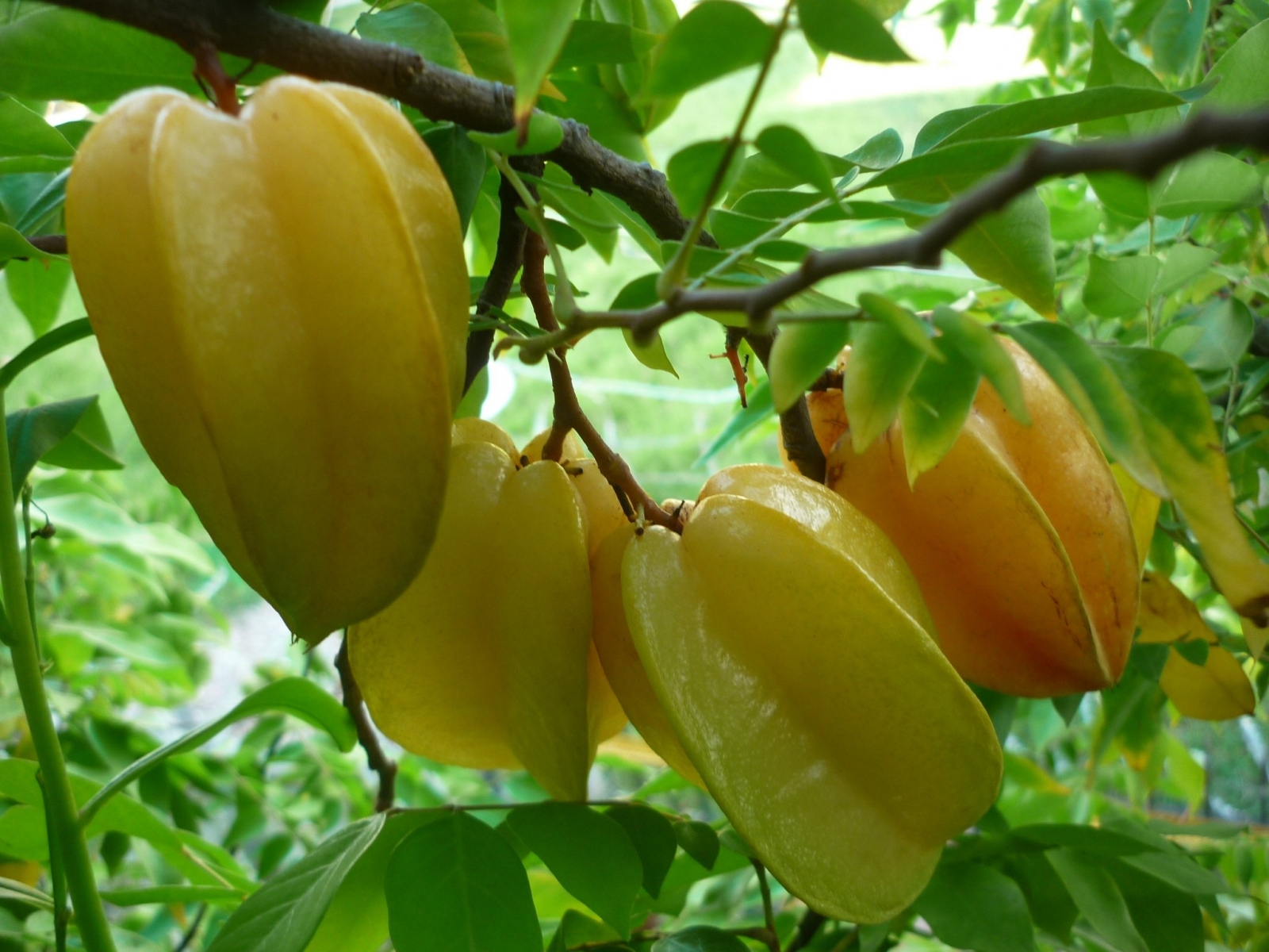 mơ thấy cây khế