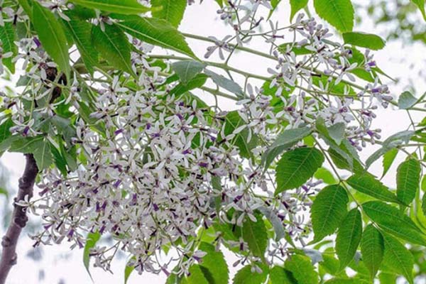 mơ thấy cây xoan