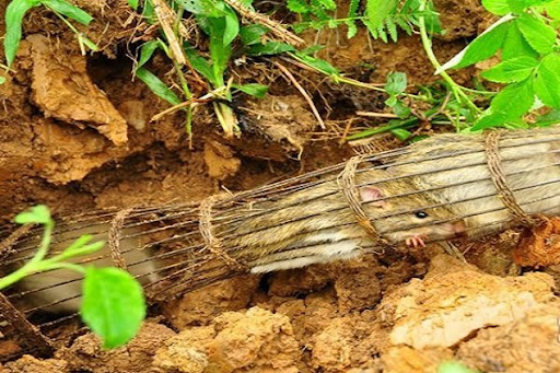 mơ thấy chuột đồng