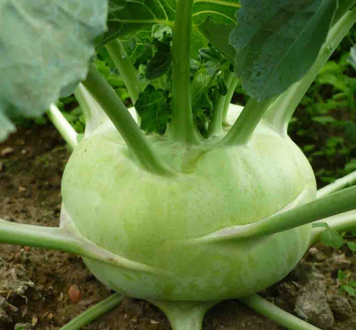 Mơ thấy củ cà rốt, củ khoai, củ su hào thì đánh con gì dễ trúng nhất? 4 mơ thấy củ su hào